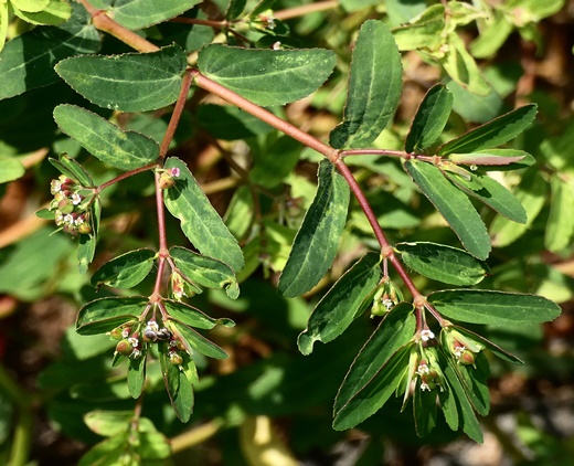{Euphorbia nutans}